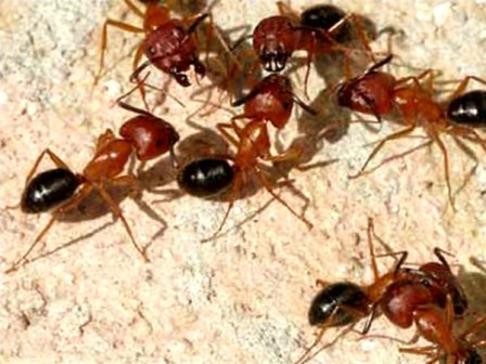 Hormiguero Rimsunta para granja de hormigas para adultos Estudio del  comportamiento de las hormigas, nido de hormigas, terrario de hormigas,  formicario educativo para hormigas vivas y reinas